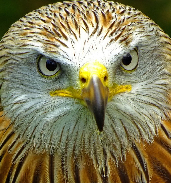 Wildlife Red Kite Bird Raptor Nature Head12 Inch BY 18 Inch Laminated