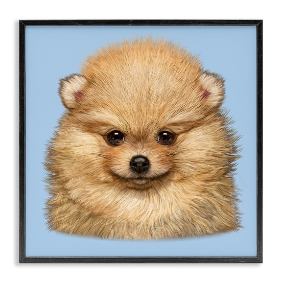 Stupell Industries Modern Pomeranian Face on Blue Black Framed Giclee Art, 12 x 12, by Vincent Hie