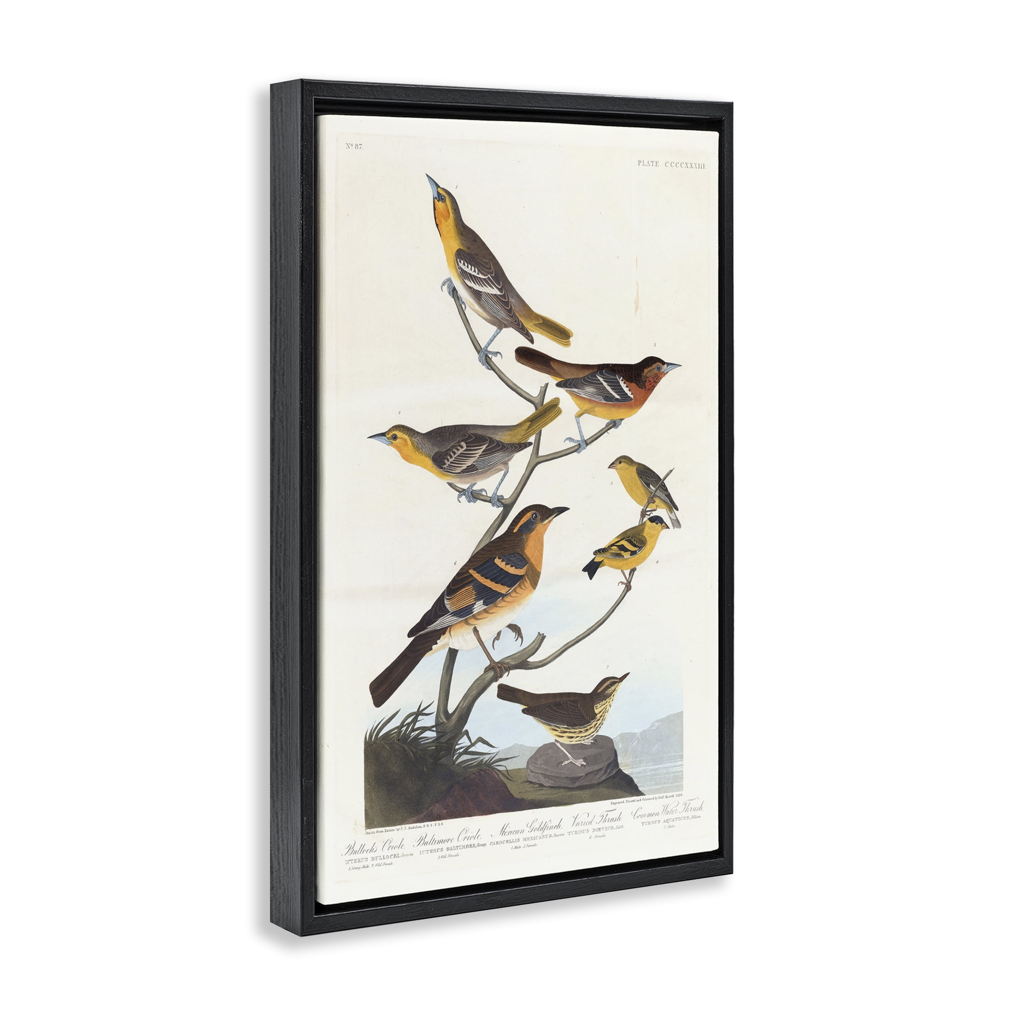 Stupell Industries Classic Bullock's Oriole Study Animals Painting Black Floater Framed Canvas Art Print Wall Art, 21 x 31