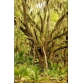 thumbnail image 2 of Mansfield, Kathy 17x24 Black Ornate Wood Framed with Double Matting Museum Art Print Titled - Grand Forest II, 2 of 4