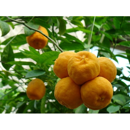 Orange Tropical Fruit - Canvas Print Fruit Nature Southern Fruits Oranges Tropical Fruit Stretched Canvas 10 x 14