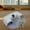 large, variant on DOLITY 2 in 1 Cat Tunnel Bed Cat Tunnel Tubes Toy with Hanging Balls Nonslip Playground small