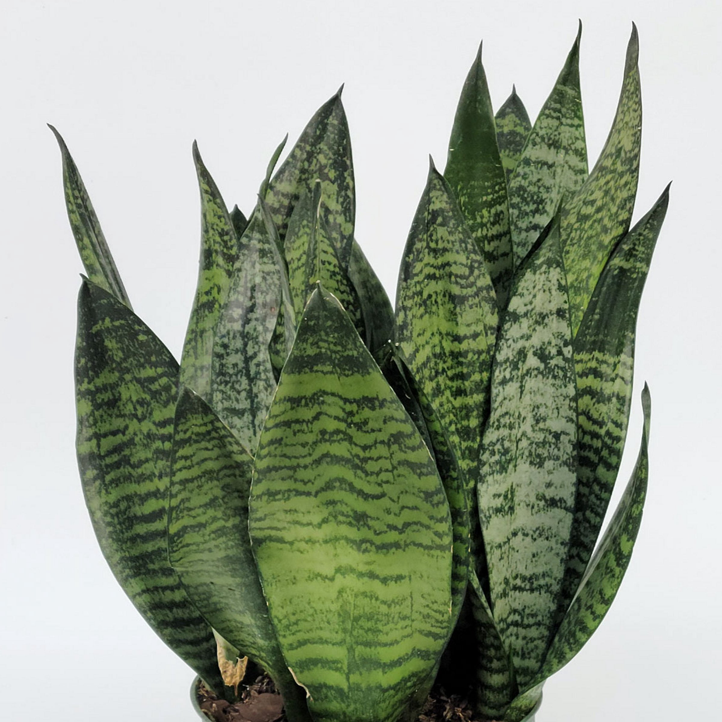 6 in. Sansevieria Zeylanica Superba Plant in Grower Container