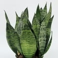 thumbnail image 2 of 6 in. Sansevieria Zeylanica Superba Plant in Grower Container, 2 of 9