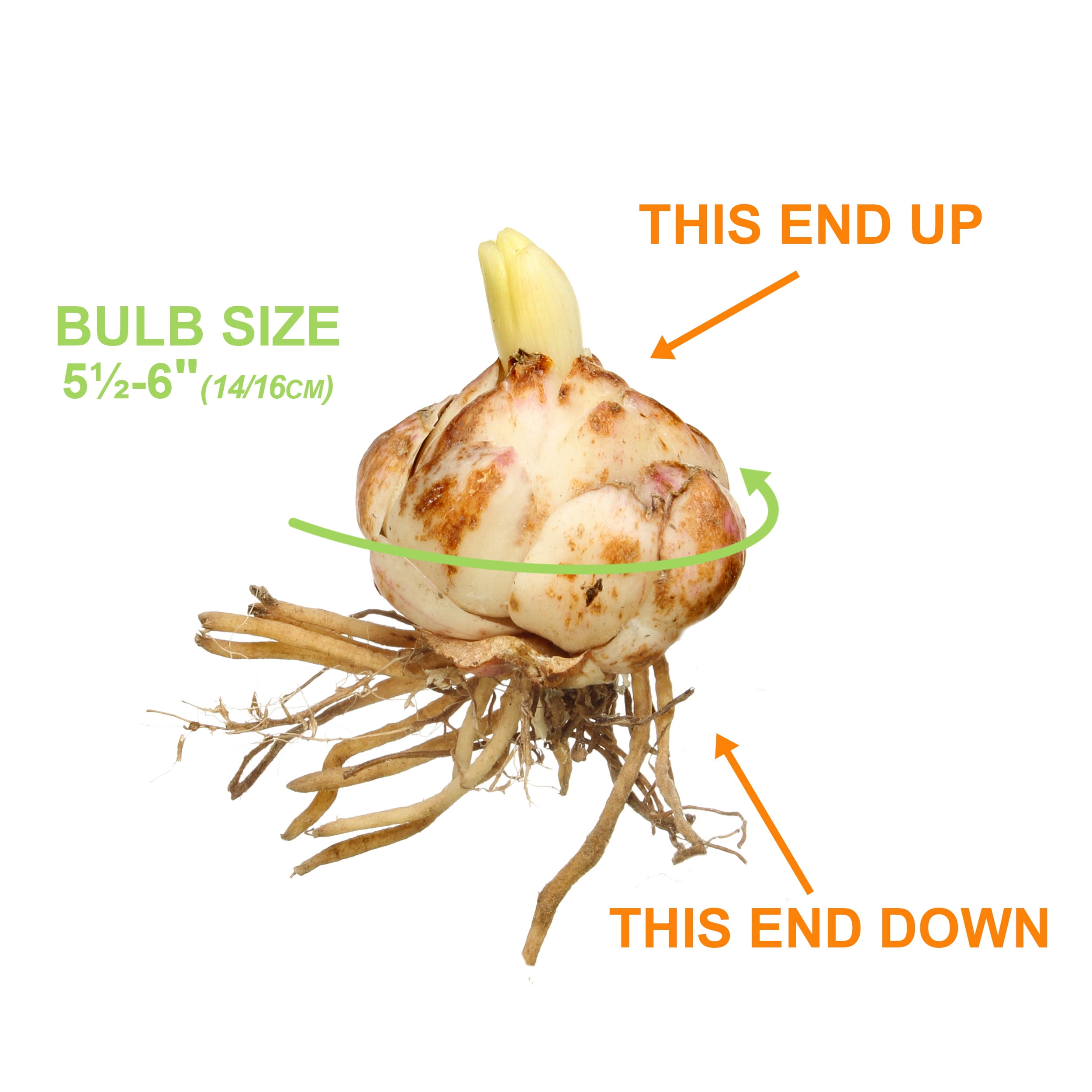 Garden State Bulb Splendens Tiger Lily Flower Bulbs, 14/16cm, Spring Planting (Bag of 30)