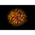 thumbnail image 3 of Carson, Brian 24x18 Black Modern Framed Museum Art Print Titled - Backyard Flowers 68, 3 of 5