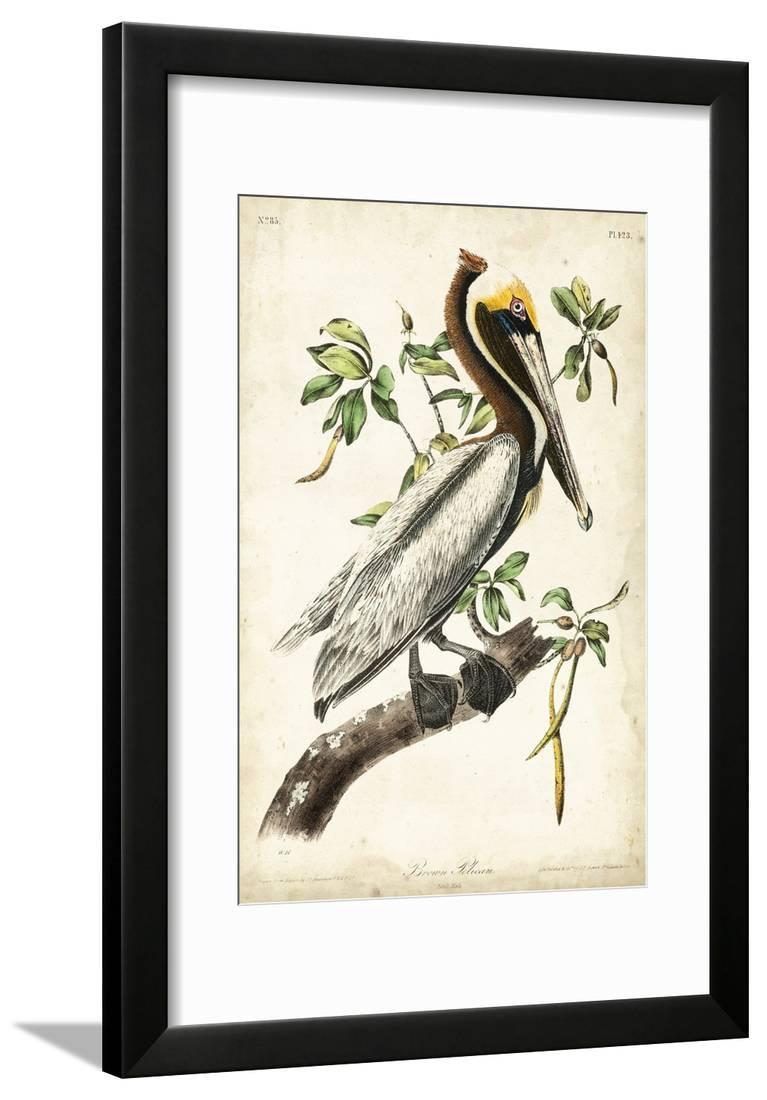 Brown Pelican Framed Print Wall Art By John James Audubon Walmart Com Walmart Com Brown Pelican Framed Print Wall Art By John James Audubon Walmart Com Walmart Com