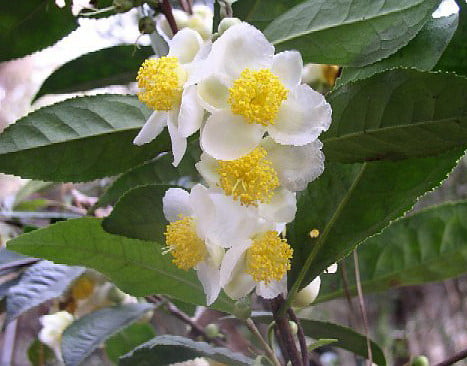 Leaf Tea Plant - Camellia sinensis - Brew Your Own 6" Pot Walmart.com