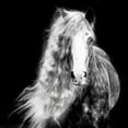 thumbnail image 3 of PHBurchett 12x12 Black Modern Framed Museum Art Print Titled - Black and White Horse Portrait I, 3 of 5