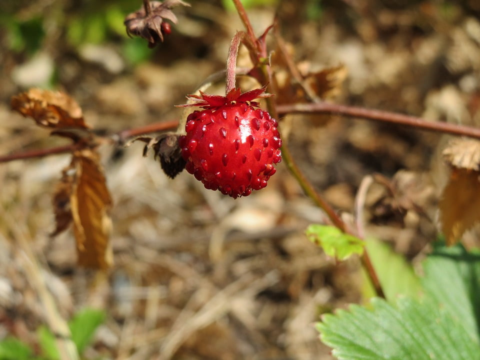 Wild Strawberry Fragaria Vesca Woodland Strawberry20 Inch By 30 Inch