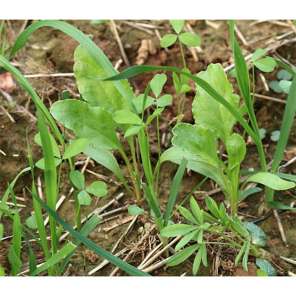 Whitetail Institute Imperial Destination Food Plot Seed 9 lb