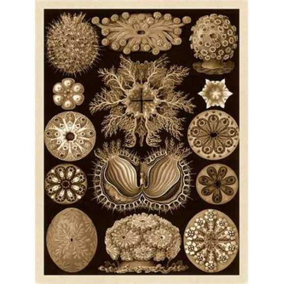 Bentley Global Arts PDX449735SMALL Haeckel Nature Illustrations - Ascidiae - Affiche Sépia Teintée Imprimée par Ernst Haeckel&44; 9 x 12 - Petit