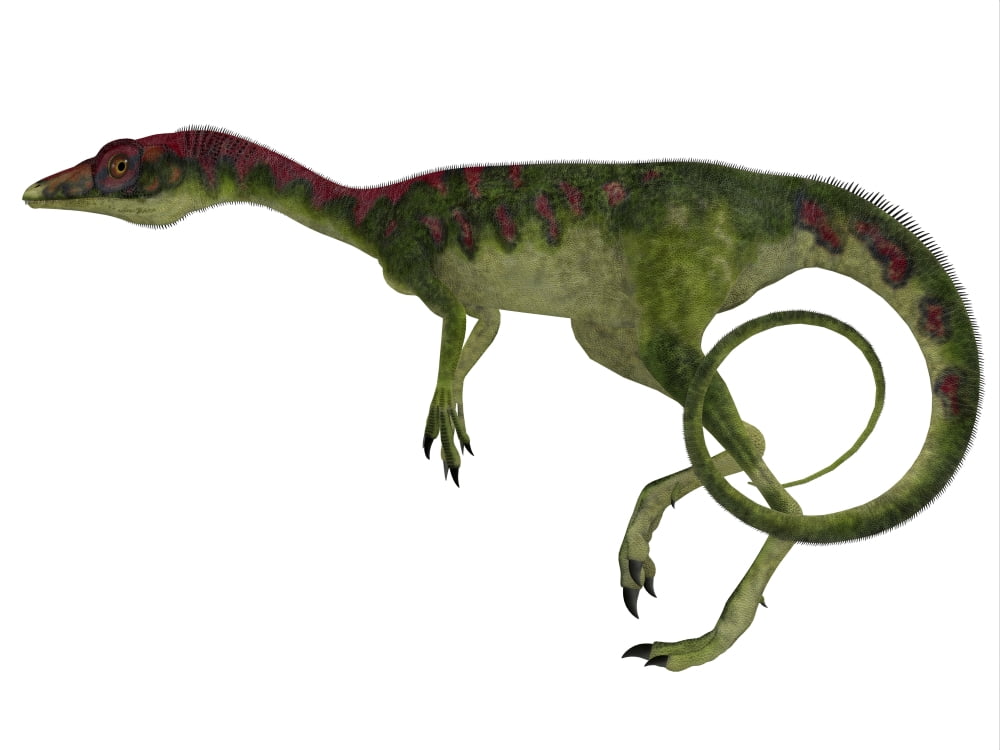 Compsognathus dinosaur side profile Compsognathus was a small carnivorous theropod that lived