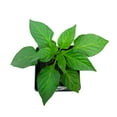 Expert Gardener 1PT Oregano Live Plant Grower Pot