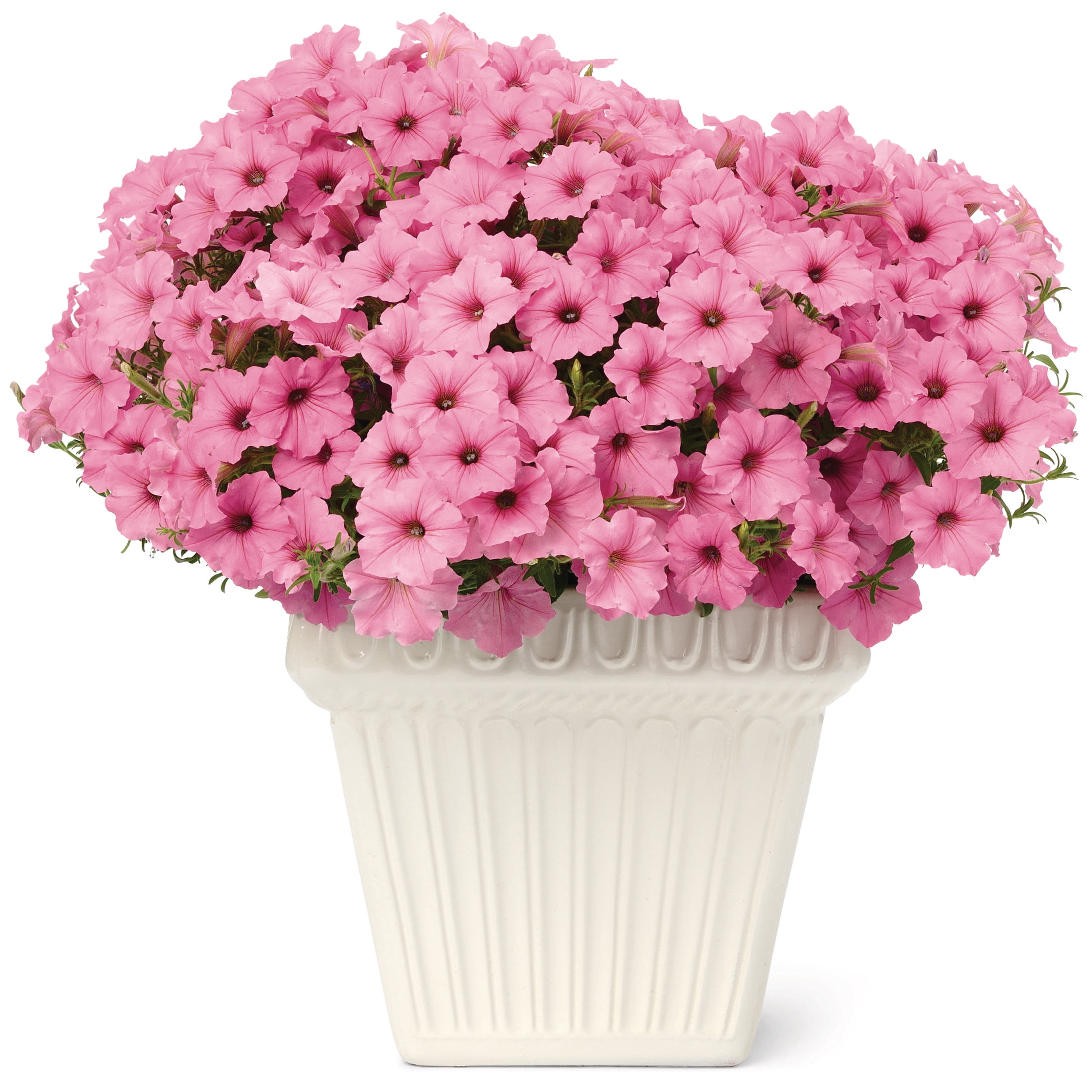 Proven Winners 4" Pink Supertunia Vista Bubblegum Petunia Live Plant in 4.25" Pot (4 Count)