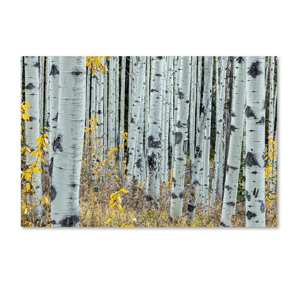 Pierre Leclerc 'Forest of Aspens' Canvas Art