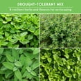 thumbnail image 3 of 8 Herbs & Flower Drought Tolerant Seed Collection - Perennial Full Sun Seeds, 3 of 7