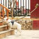 thumbnail image 4 of Correa para perro reflectante de nailon ajustable de alta calidad, sin tirones, con asa acolchada suave, bolsa para excrementos de perro y campana pequeña, número de bricolaje de 1,1 a 1,5 m (amarillo, 4 of 5