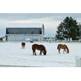 thumbnail image 2 of Styber, Dana 32x23 Black Ornate Wood Framed with Double Matting Museum Art Print Titled - Grazing the Snow, 2 of 4