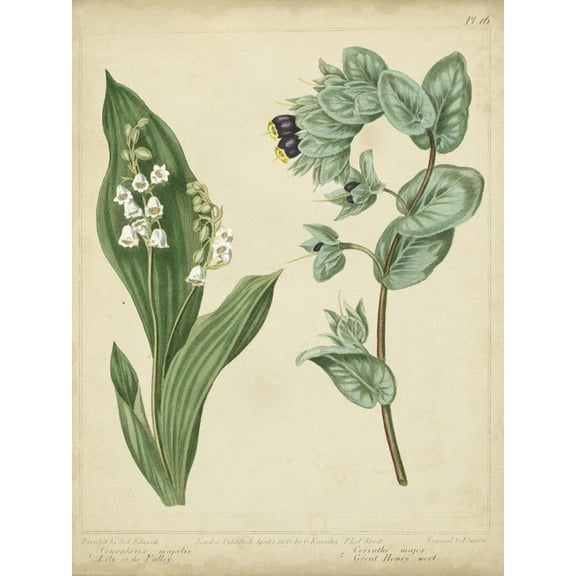 Art.com Cottage Florals IV Art Print by Sydenham Teast Edwards, 12" x 16"