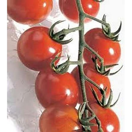 Tomato Chadwick Cherry Great Heirloom Garden Vegetable 30 (Best Way To Germinate Tomato Seeds)