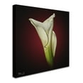thumbnail image 2 of Trademark Fine Art 'Cala Lily 2' Canvas Art by Mark Ashkenazi, 2 of 3