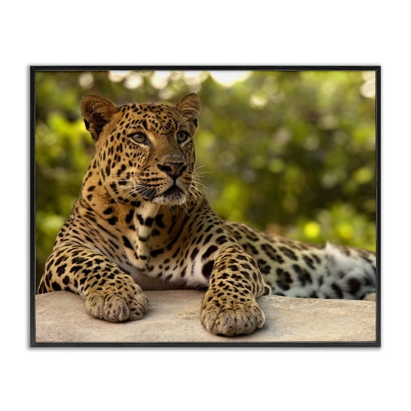 Leopard Gazing Relaxation Black Framed Giclee Art, design by MJ Photography