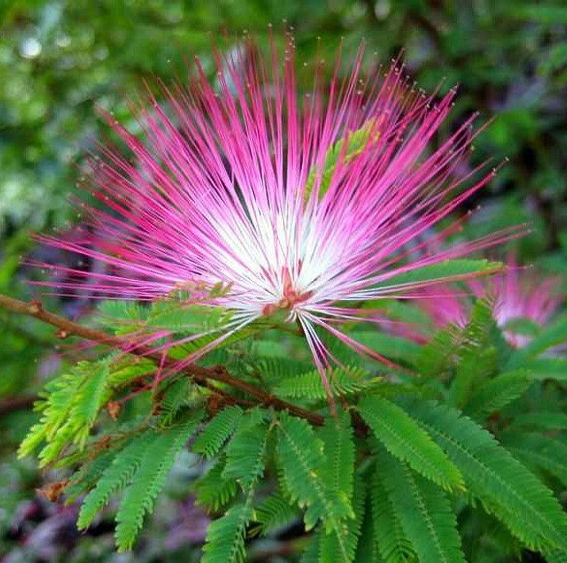 Pink Fairy Dust Tree Seeds - 10 Seeds - Calliandra eriophylla - Prized ...