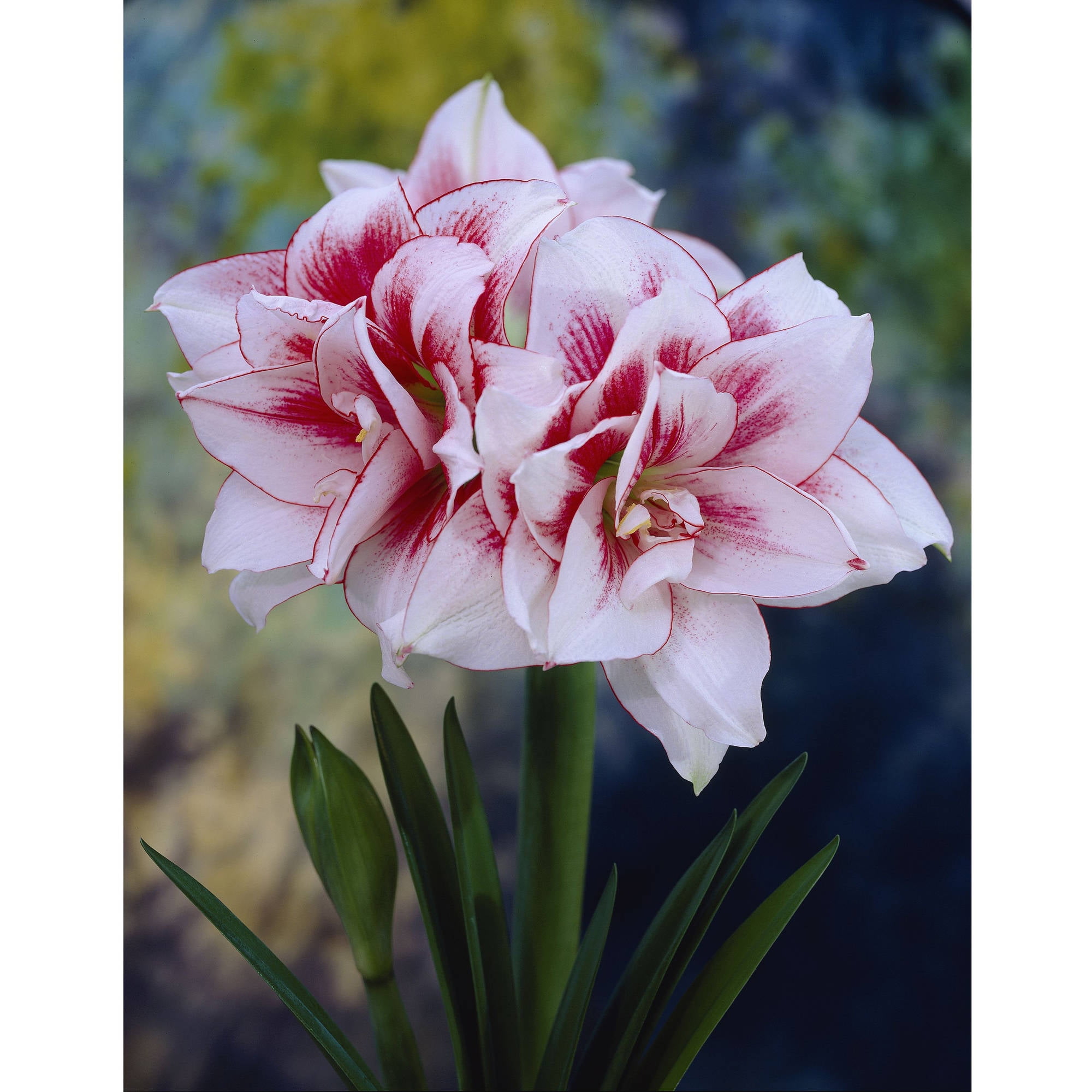 Bloomsz Amaryllis Tosca 26/28cm, 1-Pack - Walmart.com