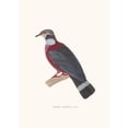 thumbnail image 2 of Coenraad Jacob Temminck 18x24 Black Ornate Framed Double Matted Museum Art Print Titled: Mullerian Dove. (1838), 2 of 5
