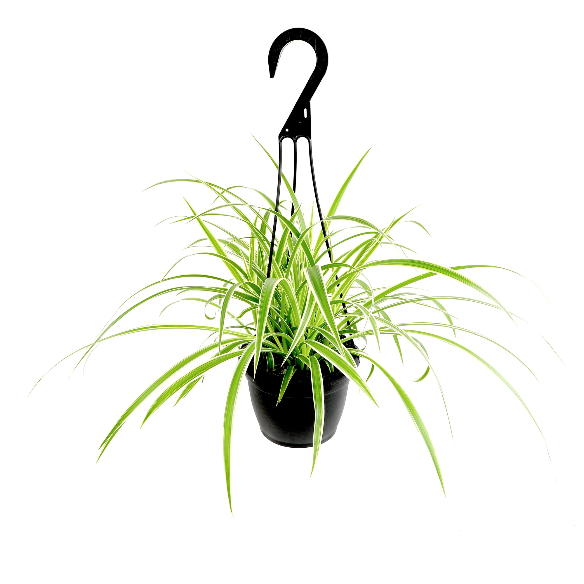 Element by Altman Plants 6in Hanging Basket Spider Plant