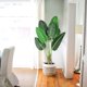 thumbnail image 3 of 2 - pack 48 - pulgada artificial bird of paradise tree: 8 trunks, 4 - foot faux banana tree con pot para indoor/outdoor home & oficina decor, 3 of 7