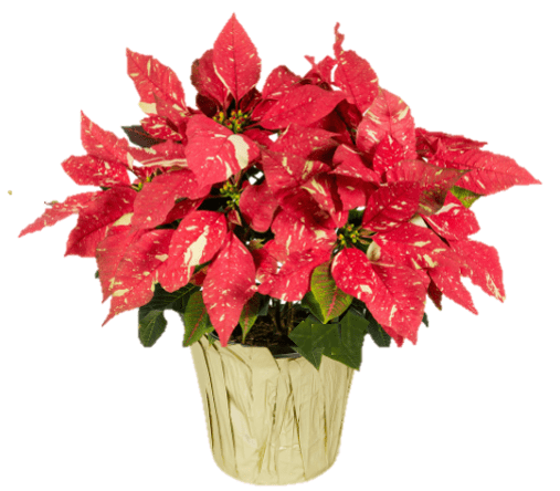 Expert Gardener 2QT Multicolor Red White Poinsettia Live Plant Decorative Champagne Foil Cover Indirect Sun 3 Pack