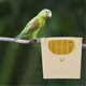 thumbnail image 3 of Bird Box Hatch Nest Plastic Hut Can Hang Bird Home Balcony Decoration Bird Nest, 3 of 5