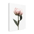 thumbnail image 4 of Trademark Fine Art Rosana Laiz Blursbyai Blush peony II Canvas Wall Art, 4 of 4