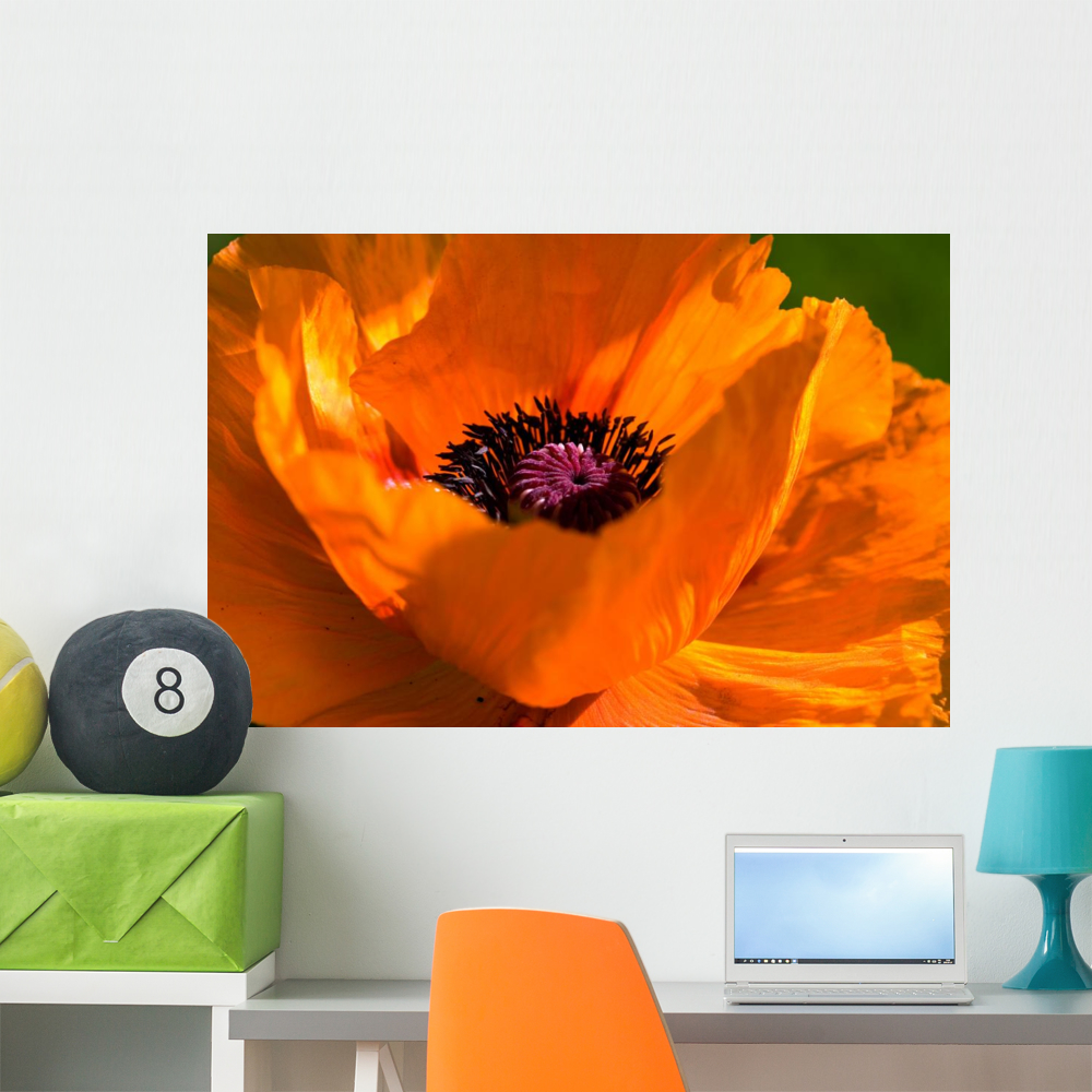 Great Orange Poppy Wall Mural by Wallmonkeys Peel and Stick Graphic (36