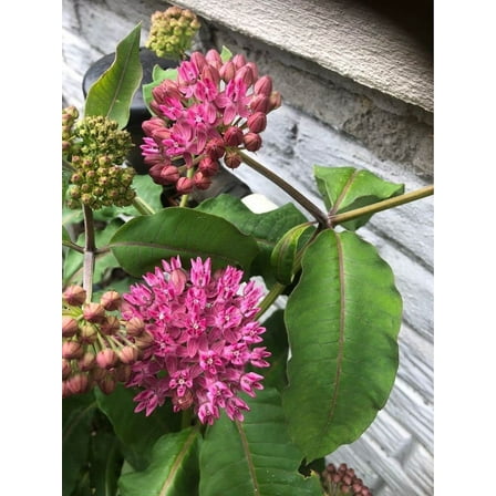 Common Milkweed Native Seeds for Planting (100 Seeds) - Asclepias syriaca - Great for Butterrfly
