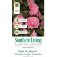 thumbnail image 3 of Southern Living October Magic Perplexion Camellia Live Shrub in 2.5-Quart Grower Pot, 3 of 5