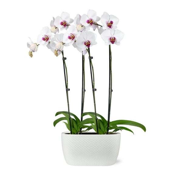 Just Add Ice 6-10" White and Purple Mini Orchid Duo Live Plants in 4" White Ceramic Planter, House Plant