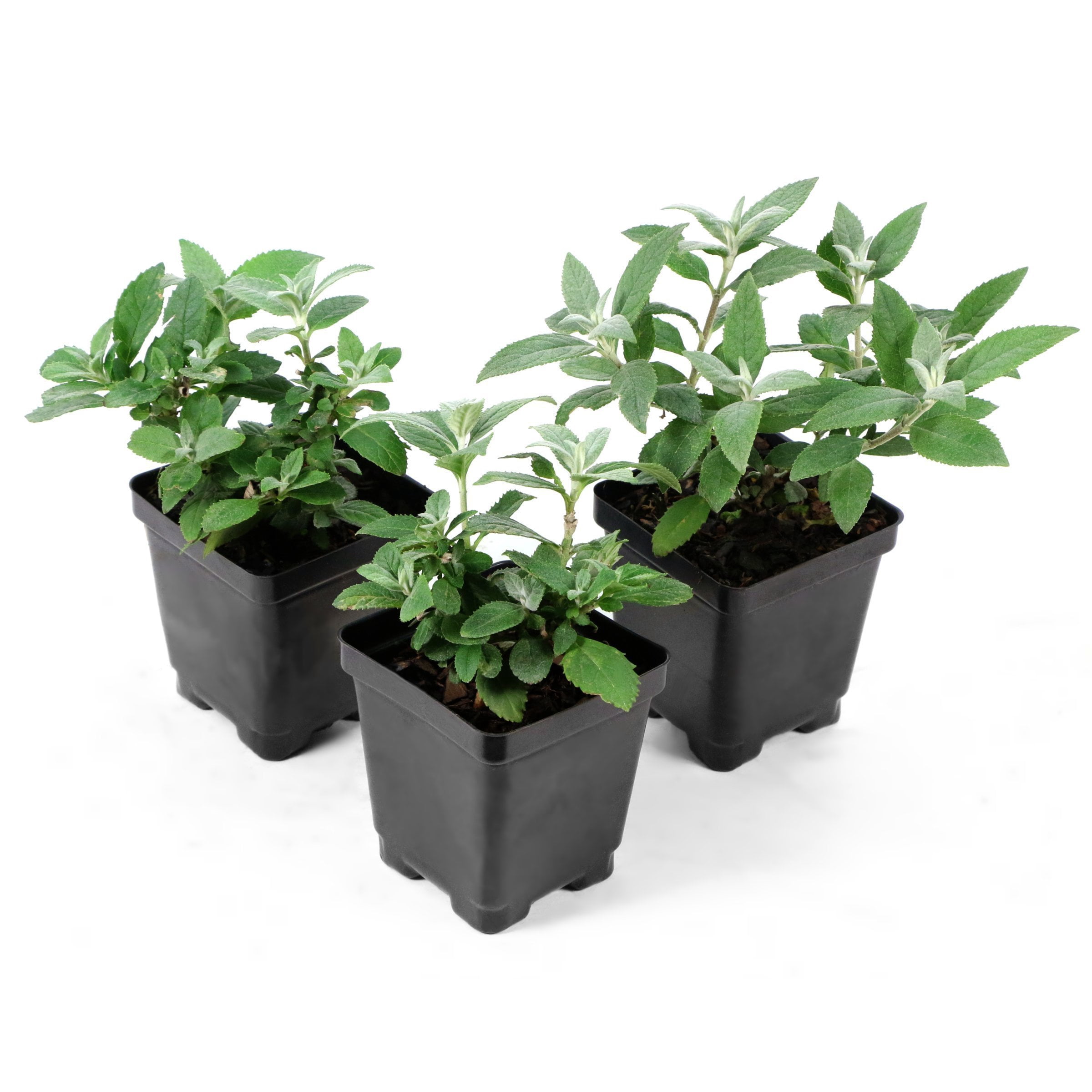 3.25 in. Buddleia Chrysalis Dwarf Butterfly Pink Live Shrub with Pink Flowers (3-Pack)