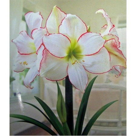 - Picotee Amaryllis Bulb Single Blooming