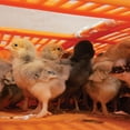 thumbnail image 6 of Premier 1 Quail Transport Crate - 26" L x 16" W x 5" H (Single), 6 of 7