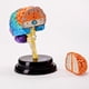 thumbnail image 3 of Kit de Modelo Órgano Cerebral Humano Educativo Científico con Simulación AR y Animación 3D Basada en Aplicación para Ensamblaje Aprendizaje Cognitivo Incluye Cerebro Simul 9 Piezas Base del Póster, 3 of 3