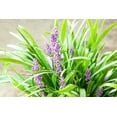 thumbnail image 2 of 1 Gal. Royal Purple Liriope - Monkey Grass - Ornamental Groundcover - Drought Tolerant, 2 of 5