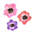 thumbnail image 1 of O'Creme Anemone Gumpaste Flower 4 Inch - 1 Peach, 1 Pink and 1 Purple - Edible Flowers for Cake Decorating - Sugar Paste Flower Decorations for Cakes, Cupcake Toppers - Birthday Party, Wedding, 1 of 7