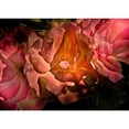 thumbnail image 3 of Carson, Brian 14x11 Black Modern Framed Museum Art Print Titled - Roses, 3 of 5
