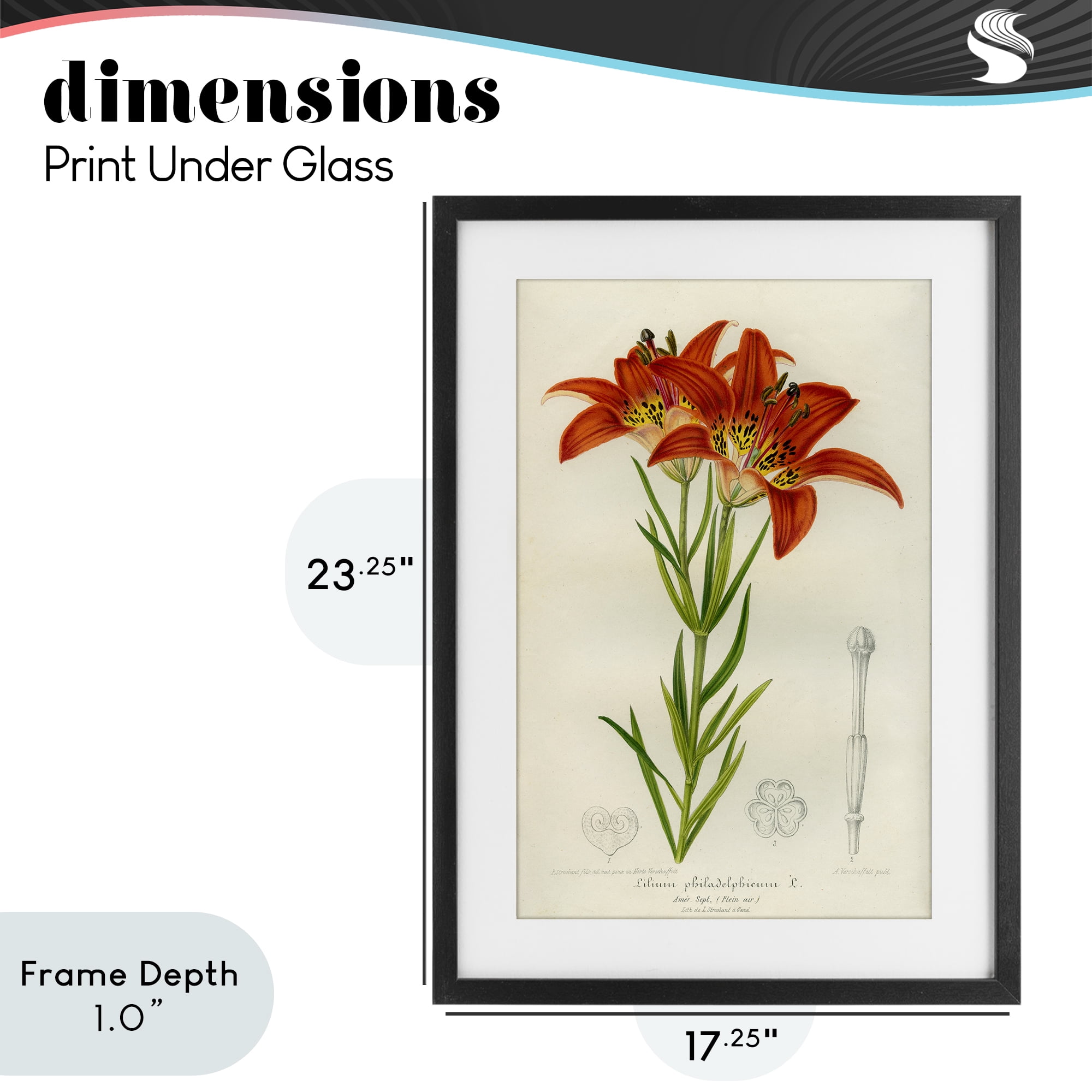 Stupell Industries Western Red Lily Black Framed Print Under Glass, design by Print Collection