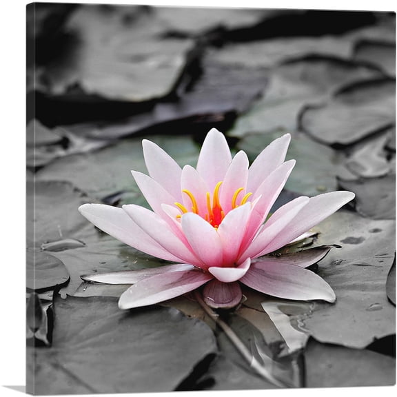 ARTCANVAS Water Lily Lotus Home Decor Square Canvas Art Print - Size: 26" x 26" (0.75" Deep)