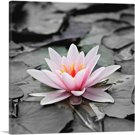 ARTCANVAS Water Lily Lotus Home Decor Square Canvas Art Print - Size: 26" x 26" (0.75" Deep)