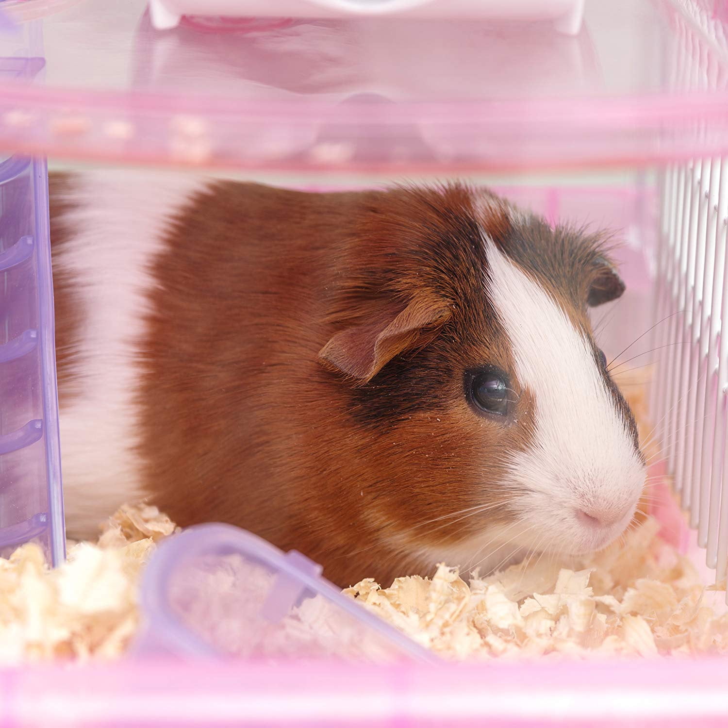 Iris usa hamster cage sale